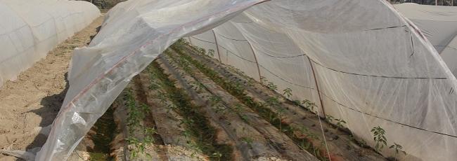 fertilization-banner